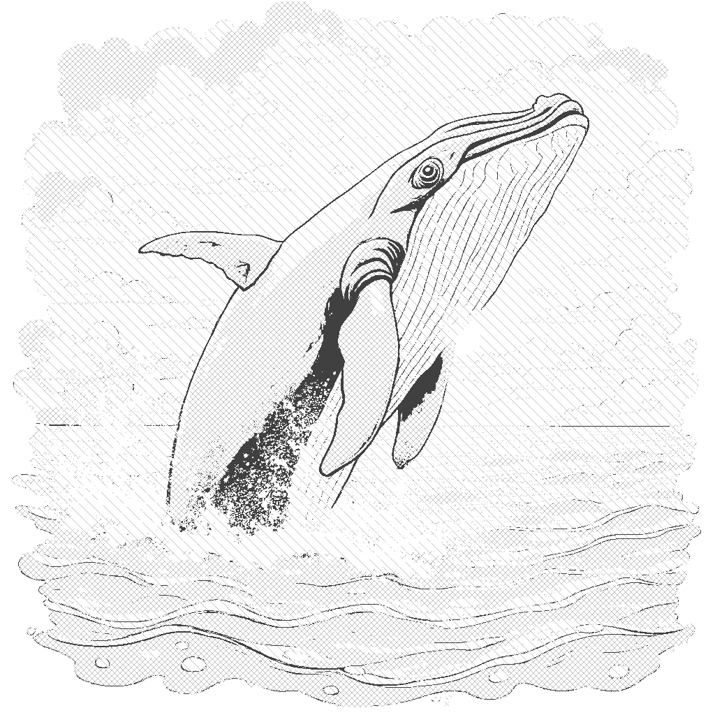 Coloring Page: Whale in the Ocean - A majestic whale breaches the surface of the ocean, sending a spray of water into the air. The background features a beautiful sunset with vibrant colors reflecting on the water, making for a serene and awe-inspiring scene.